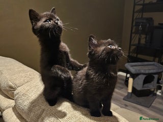 Mixed Breed cats 2 Black kittens - Advert 2