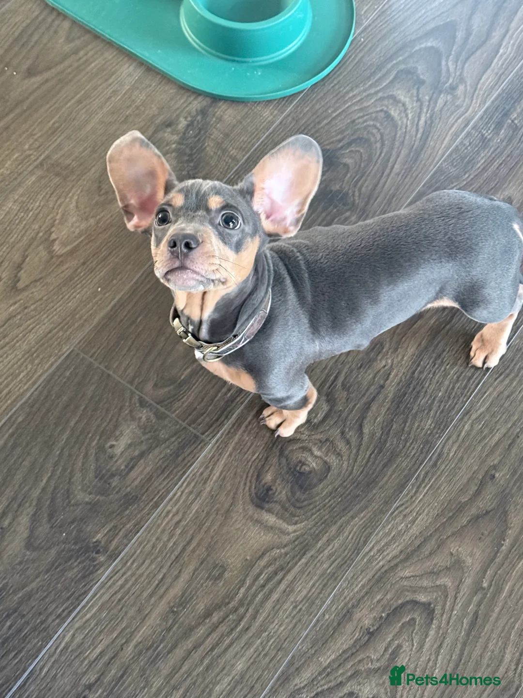 Mixed Breed dogs for sale: French x Miniature Daschund Boy  - Advert 2