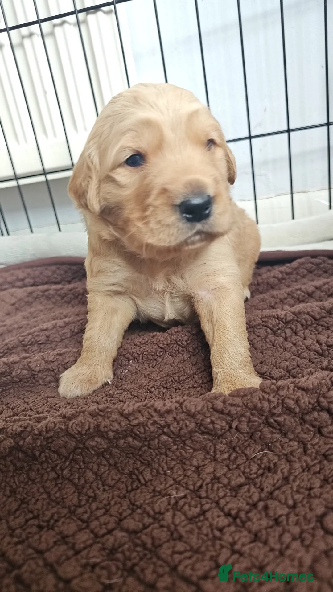 Golden Retriever dogs for sale: KC Golden Retriever Puppies. Exceptional Lines!💫 - Advert 2