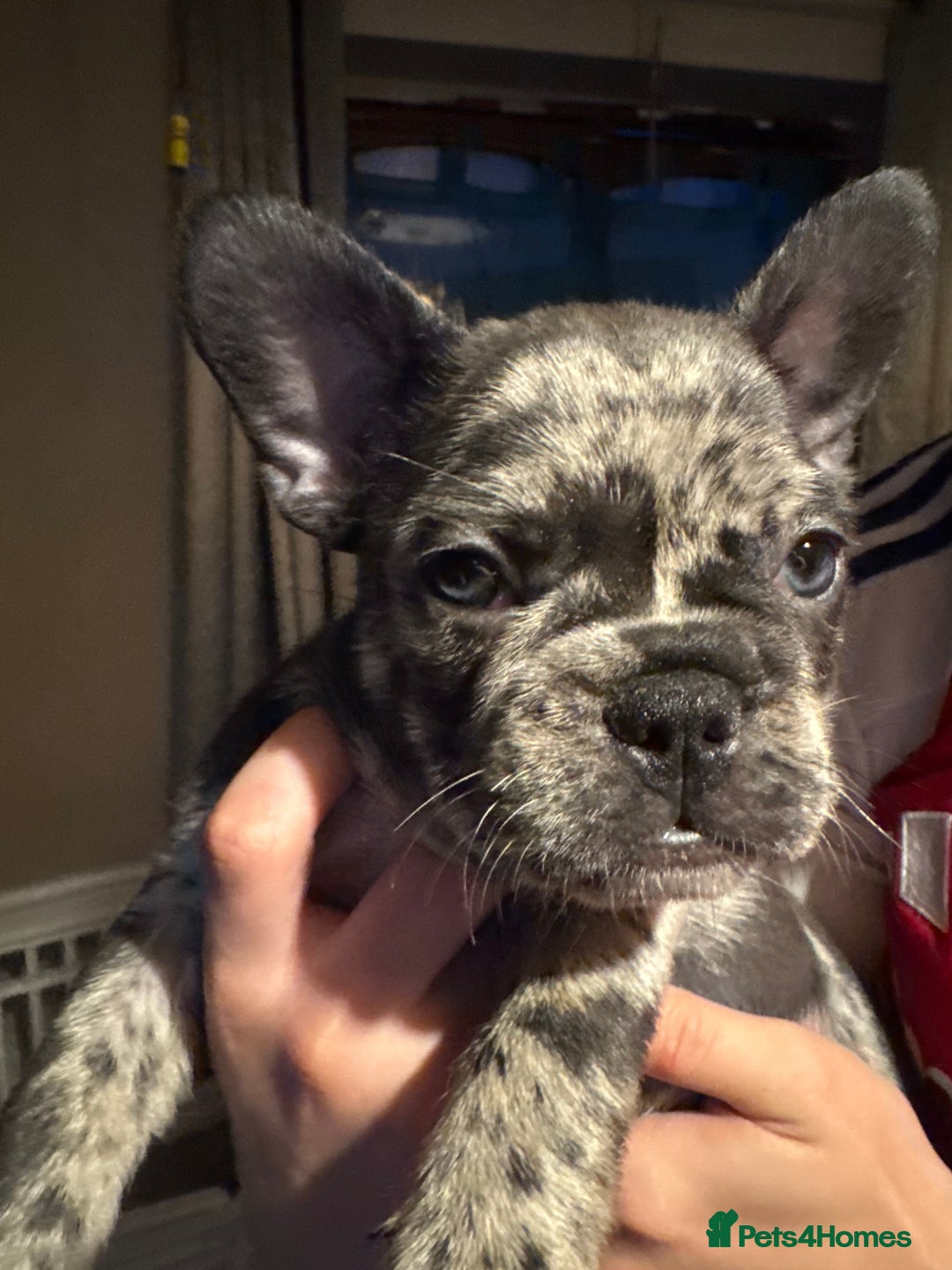 French Bulldog dogs for sale: French bulldogs LAST ONE !  - Image 20