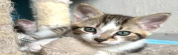 Mixed Breed cats for sale: Bonded pair of Tabby Kittens, Sulley and Boo. - Advert 13