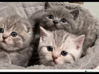 Scottish Fold cats Scottish fold and Scottish straight kittens - Advert 5