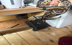 Python Snake reptiles for sale: Female Royal Python  - Image 4