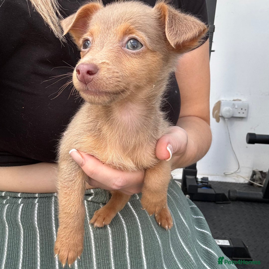 Jack Russell dogs for sale: Miniature Jack Russell puppies Ready to leave in Gillingham - Image 37