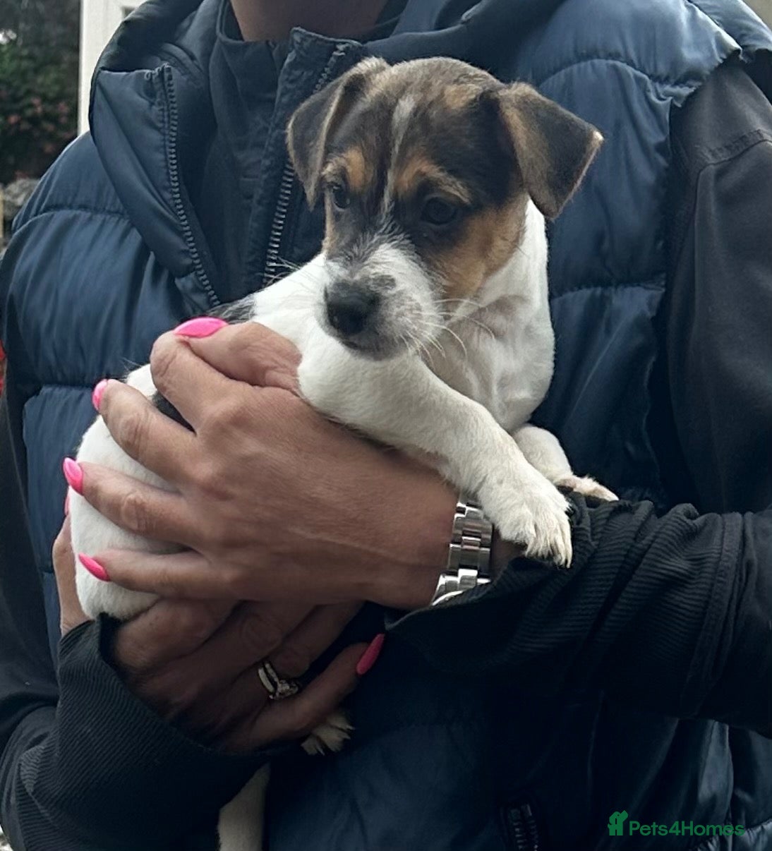 Jack Russell dogs Fantastic litter of Jack Russell  - Advert 1