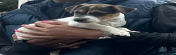 Jack Russell dogs for sale: Fantastic litter of Jack Russell  - Advert 4