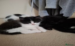 Mixed Breed cats for sale: seven funny kittens - Image 15