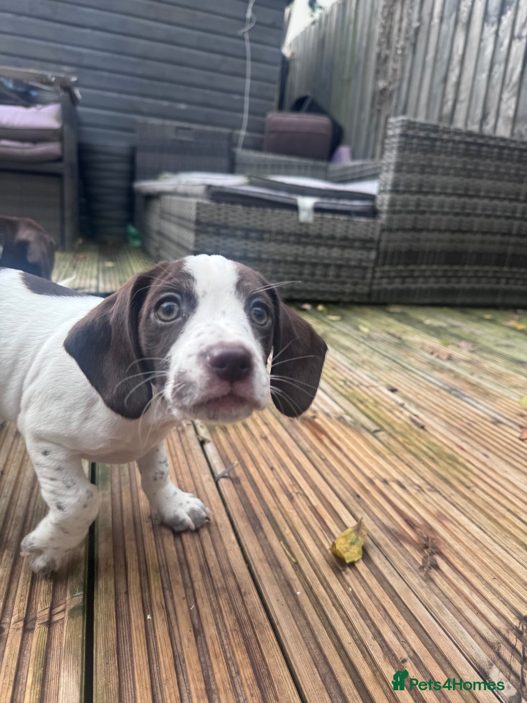 Mixed Breed dogs for sale: Chi sprocker  - Advert 29