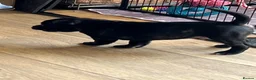 Staffordshire Bull Terrier dogs for sale: KC reg 8week Staffordshire Bull Terrier  in Stoke-on-Trent - Advert 5