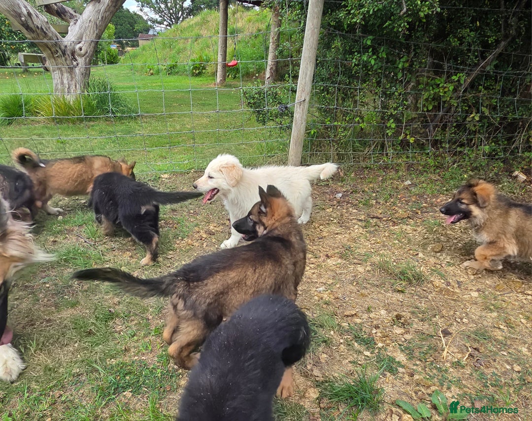 German Shepherd dogs for sale: Quality KC Reg Long Coat German Shepherd Pups  - Image 9