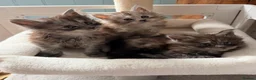 Maine Coon cats for sale: Beautiful high smoked and smoked kittens for sale  - Advert 20