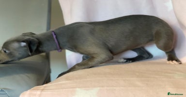 Whippet dogs - Advert 6