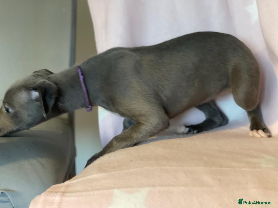 Whippet dogs for sale: Blue whippet puppies for sale - Image 2