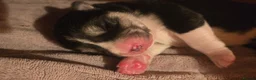 Huskita dogs for sale: Akita with 6% husky (Huskita) - Advert 29