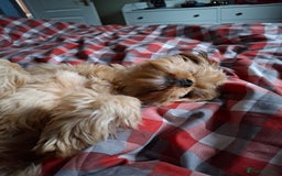Yorkshire Terrier dogs for sale: Yorkie - Image 2