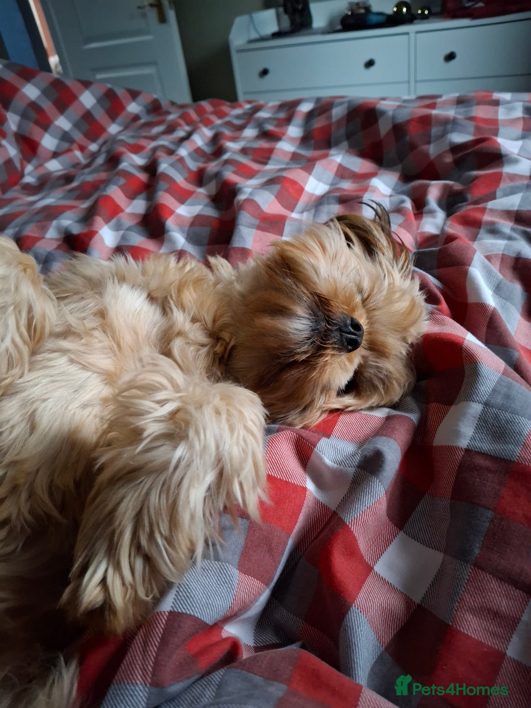 Yorkshire Terrier dogs for sale: Yorkie - Image 2