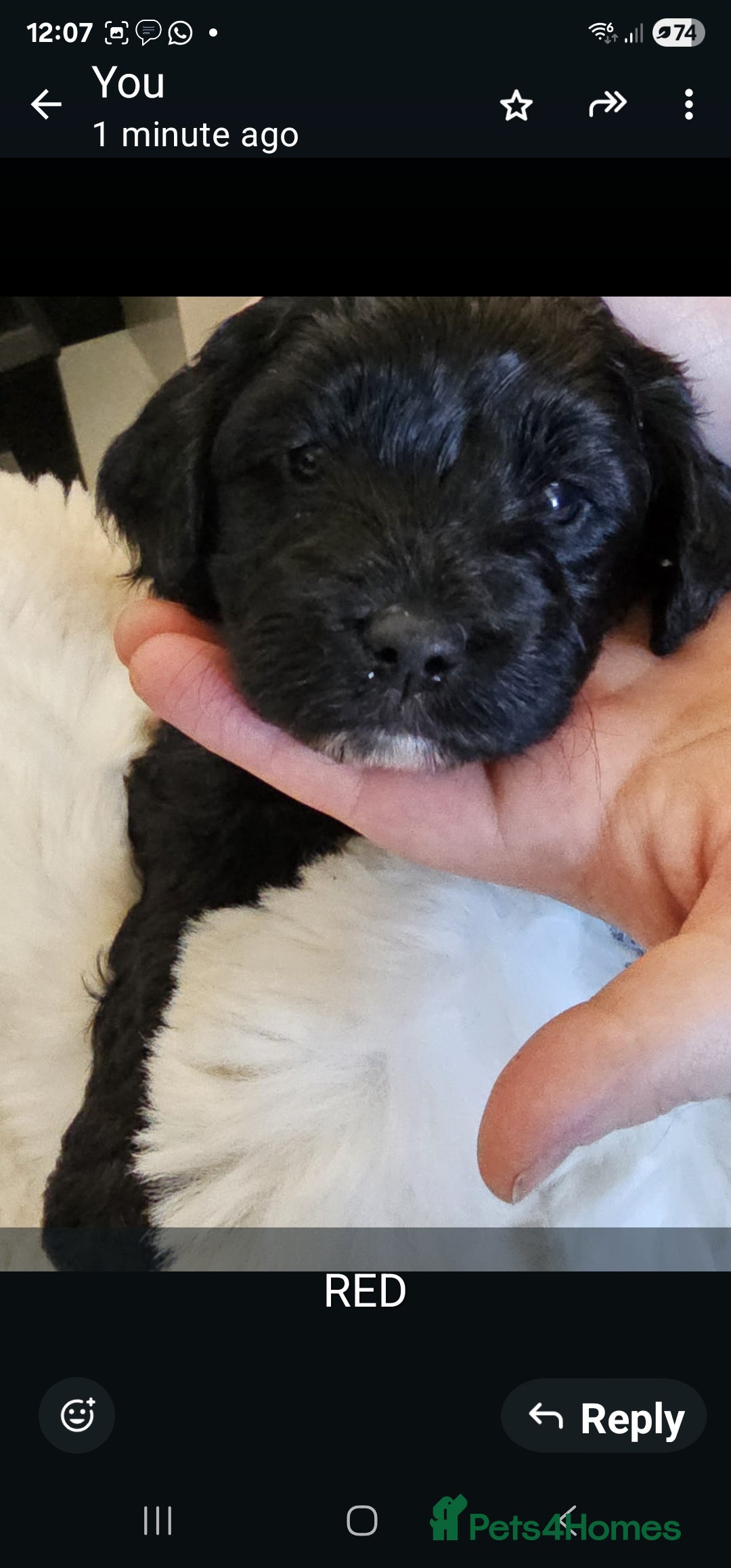 Cockapoo dogs for sale: Cockapoo pups (F1b) - Image 5