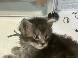 Maine Coon cats Tica registered Adorable Mainecoon Kittens - Advert 1