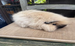 Guinea Pig rodents for sale: Lovely Swiss sow - Image 5