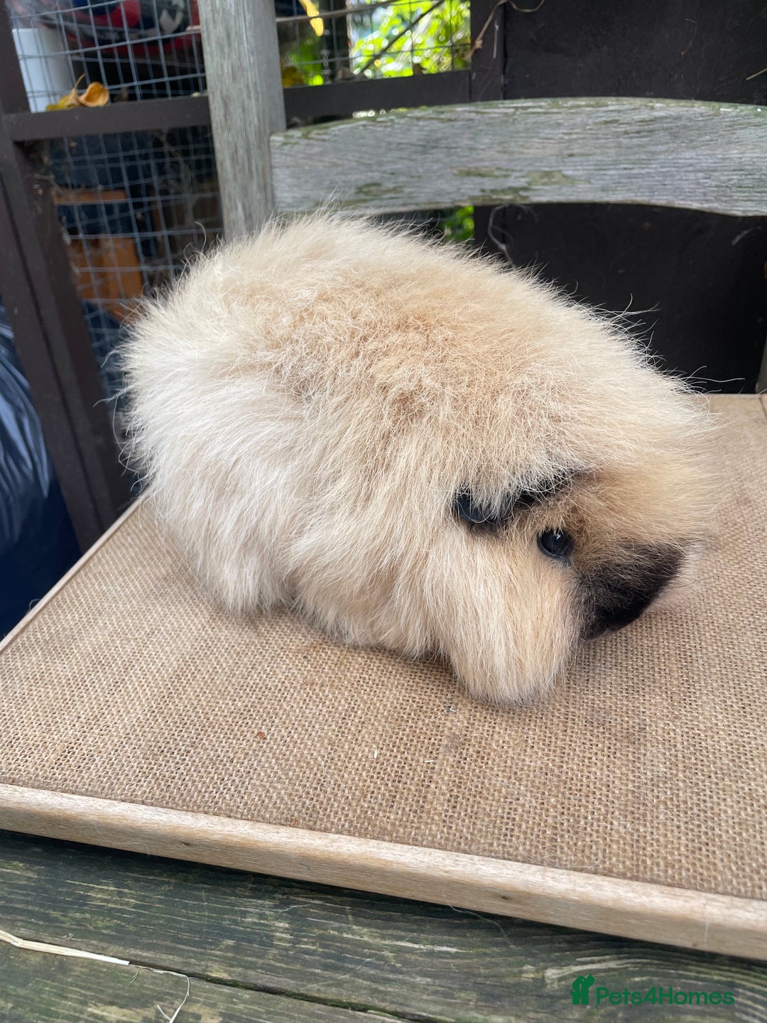 Guinea Pig rodents for sale: Lovely Swiss sow - Image 5