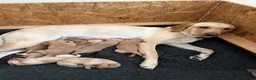 Labrador Retriever dogs for sale: Working fox Red/yellow Labradors - Advert 6