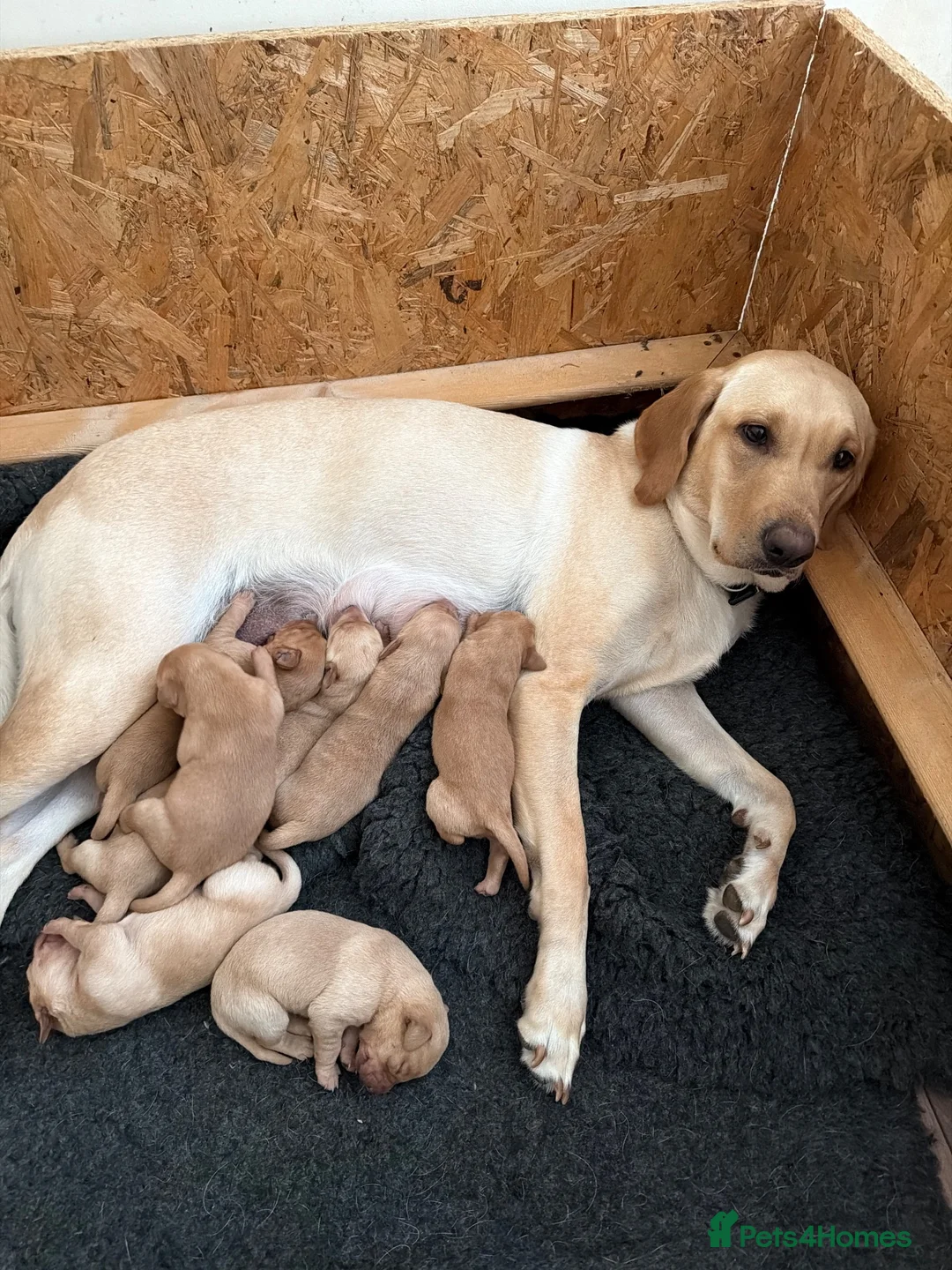 Labrador Retriever dogs for sale: Working fox Red/yellow Labradors - Advert 6