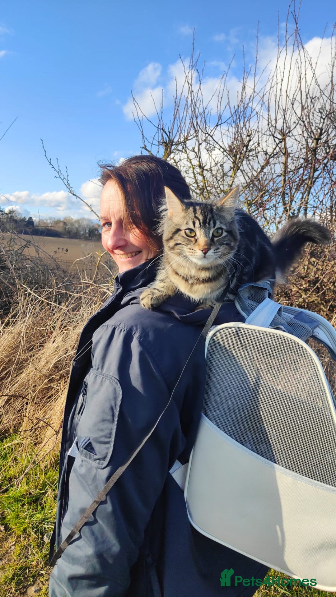 Maine Coon cats for sale: Maincoon cross domestic long hair, 11 months old - Image 10