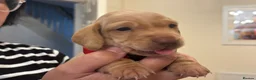 Miniature Dachshund dogs for sale: KC reg smooth hair miniature dachshund  - Advert 10