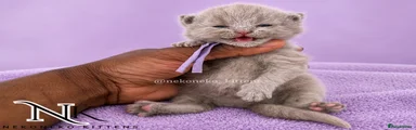 ERZA - LILAC (F) BSH