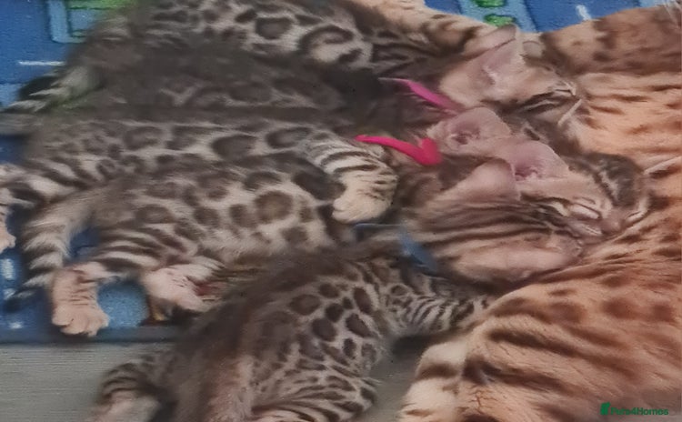 Bengal cats in Sutton - Advert 1