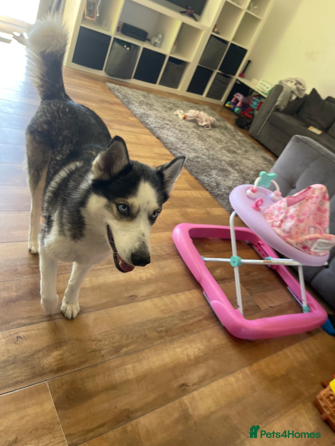 Siberian Husky dogs for sale: 4 year old Siberian  husky  - Advert 17