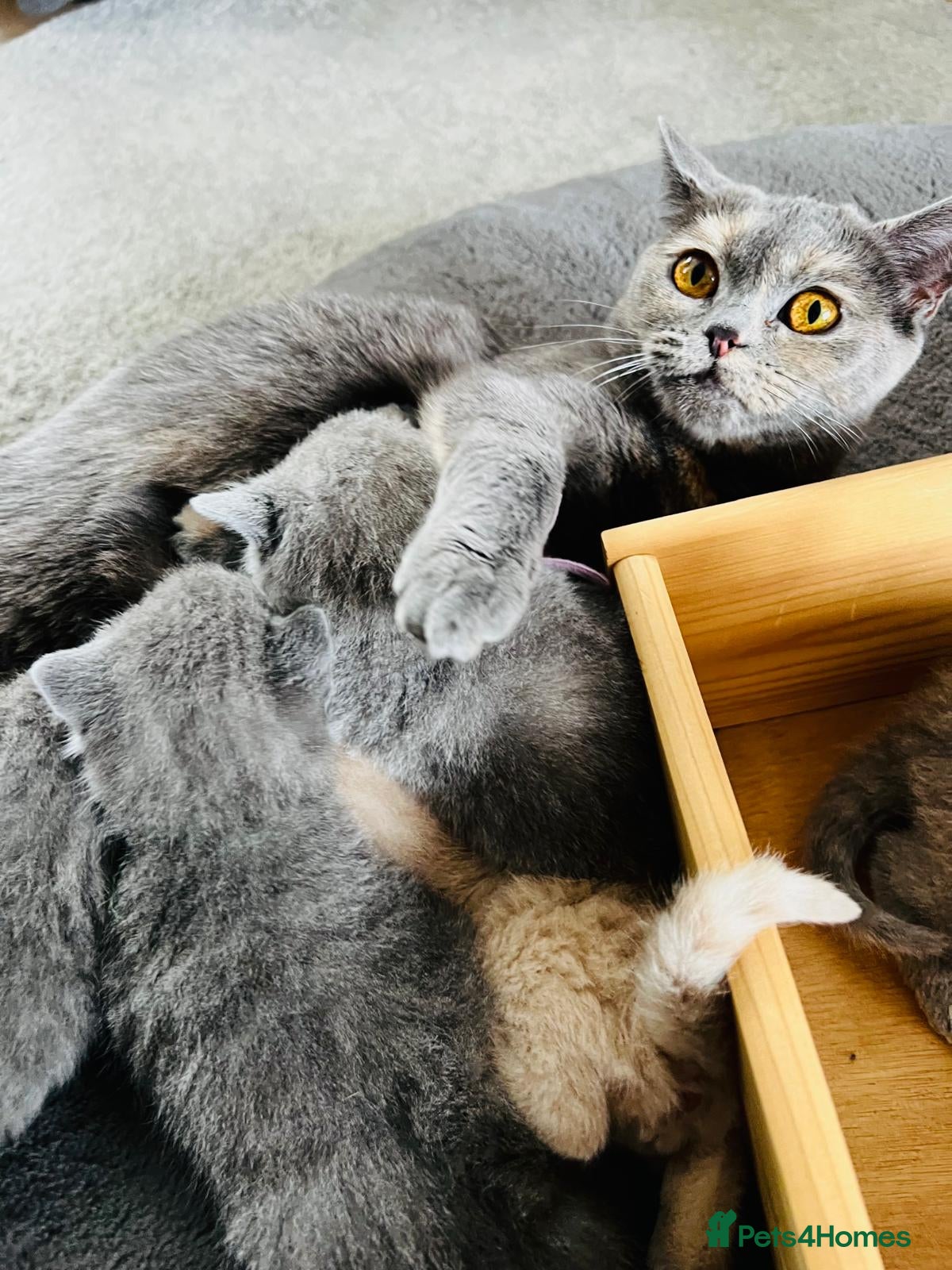 British Shorthair cats Beautiful British Shorthair kittens  - Advert 1