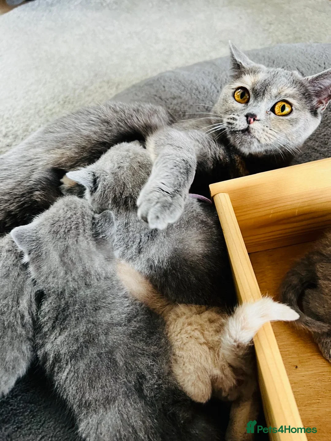 British Shorthair cats for sale: Beautiful British Shorthair kittens  - Advert 1