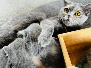 British Shorthair cats Beautiful British Shorthair kittens - Advert 2
