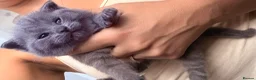 British Shorthair cats for sale: British shorthair kittens  in Trowbridge - Advert 15