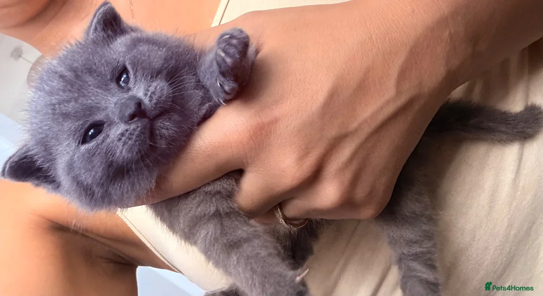 British Shorthair cats for sale: British shorthair kittens  in Trowbridge - Advert 15