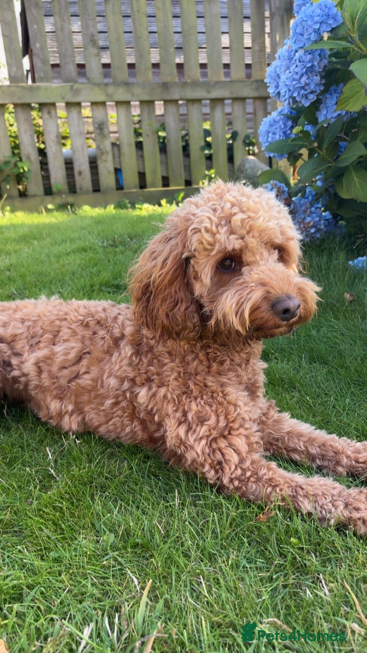 Cockapoo dogs Tommy  - Advert 2