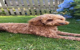 Cockapoo dogs for stud: Tommy  - Image 1