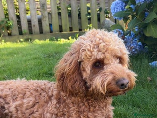 Cockapoo dogs for stud - Advert 1