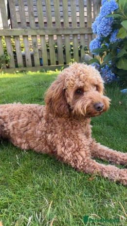 Cockapoo dogs Tommy - Advert 1