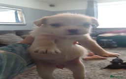 Mixed Breed dogs for sale: Froodle pups for sale  - Image 2