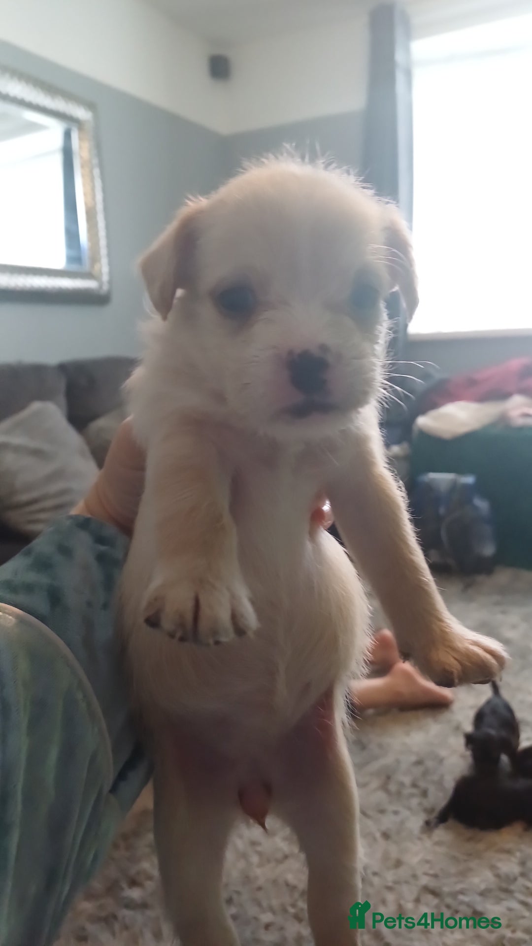 Mixed Breed dogs for sale: Froodle pups for sale  - Image 2
