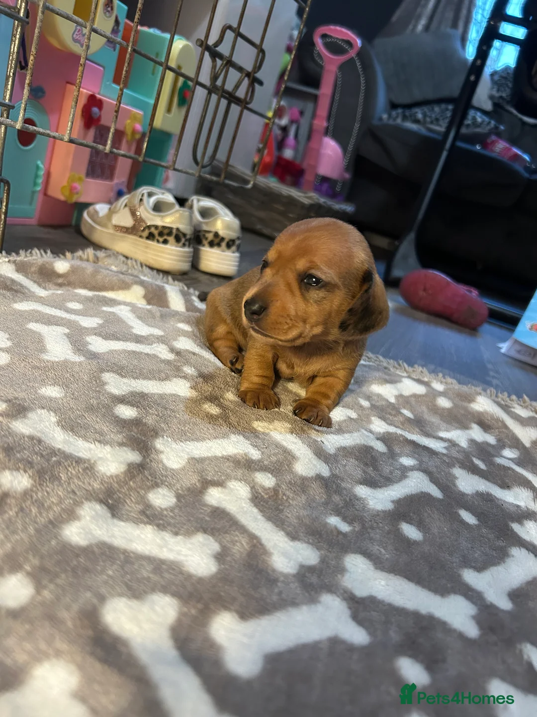 Miniature Dachshund dogs for sale: Dapple red miniature dachshund  - Advert 8