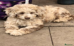 Cockapoo dogs for sale: Cockerpoo girl 11weeks old  - Image 3