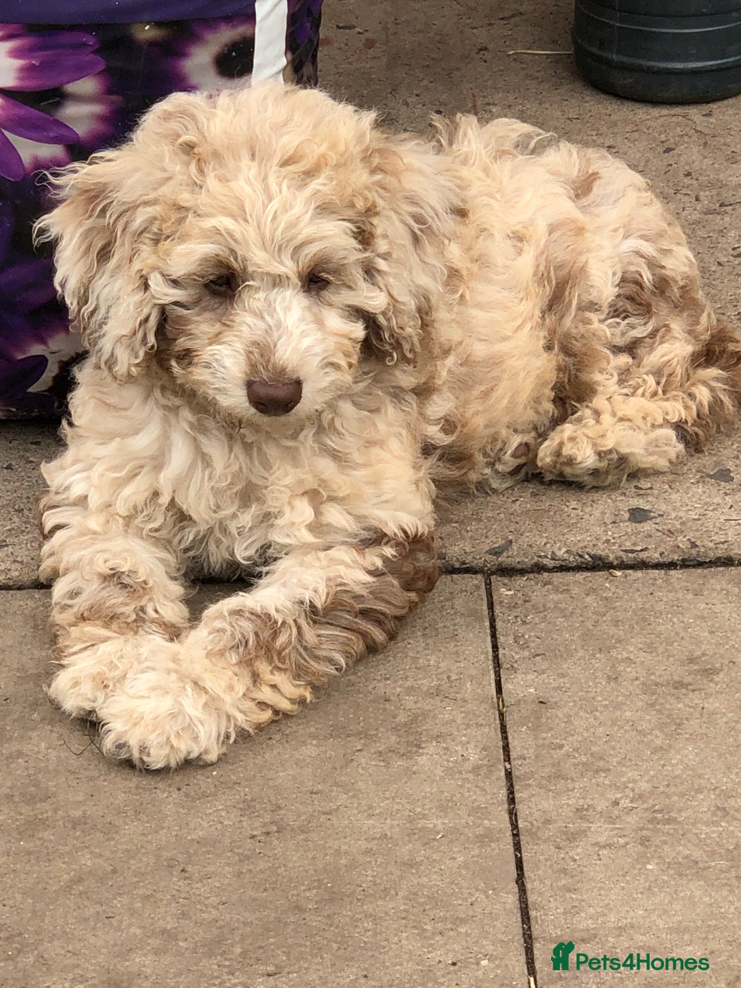 Cockapoo dogs for sale: Cockerpoo girl 11weeks old  - Image 3