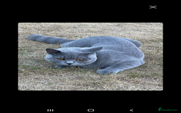 British Shorthair cats for sale: READY NOW 2 LOVELY BOYS BSH BLUE  - Image 13