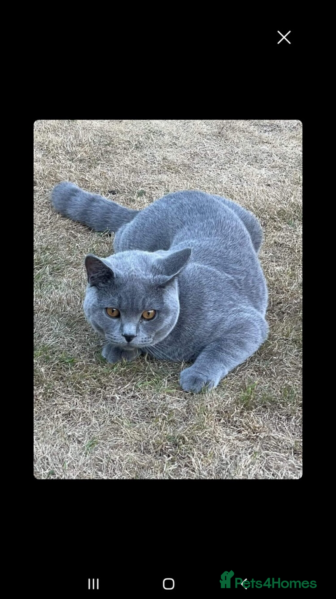 British Shorthair cats for sale: READY NOW 2 LOVELY BOYS BSH BLUE  - Image 13
