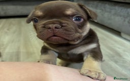 French Bulldog dogs for sale: QUALITY FRENCH BULLDOG PUPPIES - Advert 13