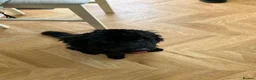Cockapoo dogs for sale: Rehoming  in Southampton - Advert 3