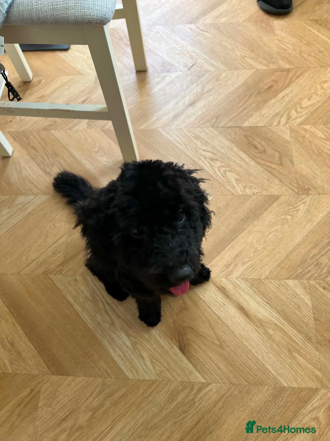 Cockapoo dogs for sale: Rehoming  in Southampton - Advert 3